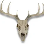 Where Can You Find Deer Skulls for Your Collection?