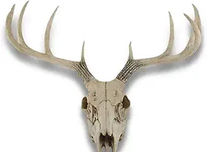 Where Can You Find Deer Skulls for Your Collection?