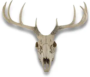 Where Can You Find Deer Skulls for Your Collection?