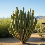 The Complete Guide to Growing and Caring for Cereus Repandus