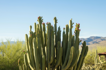 The Complete Guide to Growing and Caring for Cereus Repandus